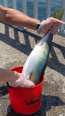 大潮の激流で青物
