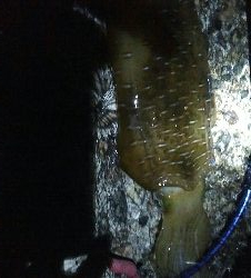 春？夏！　障泥烏賊1杯！