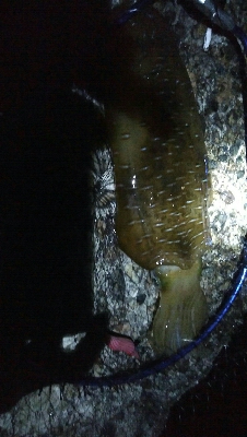 春？夏！　障泥烏賊1杯！