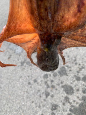 渋いですショアタコ！