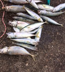 アジ良い方釣れたよー