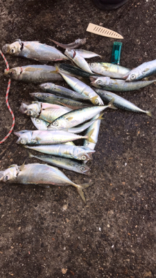 アジ良い方釣れたよー