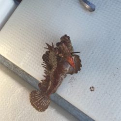 若狭湾でのSLJと小アジの泳がせ釣り