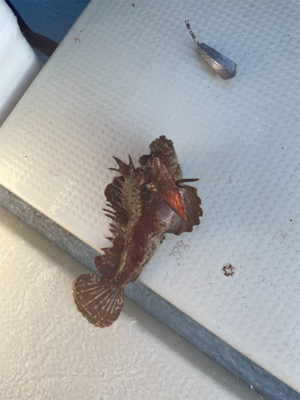 若狭湾でのSLJと小アジの泳がせ釣り