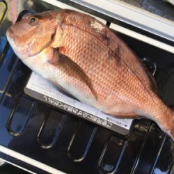 炎天下の海上釣り堀