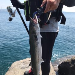 サゴシ釣果
