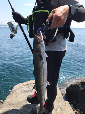 サゴシ釣果