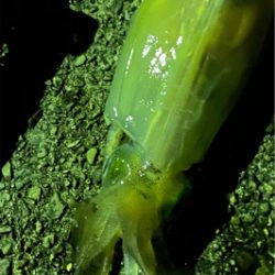 ナイトエギング