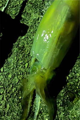 ナイトエギング