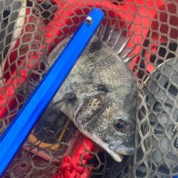 カヤックでトップチヌ