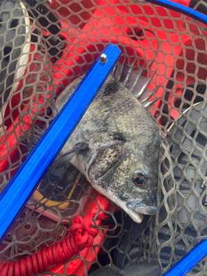 カヤックでトップチヌ