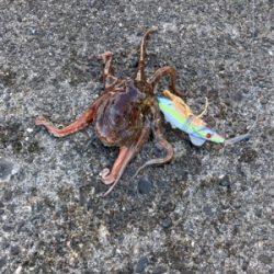 ⭐︎タコ修行中