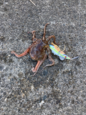 ⭐︎タコ修行中