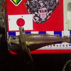 アジング練習　310