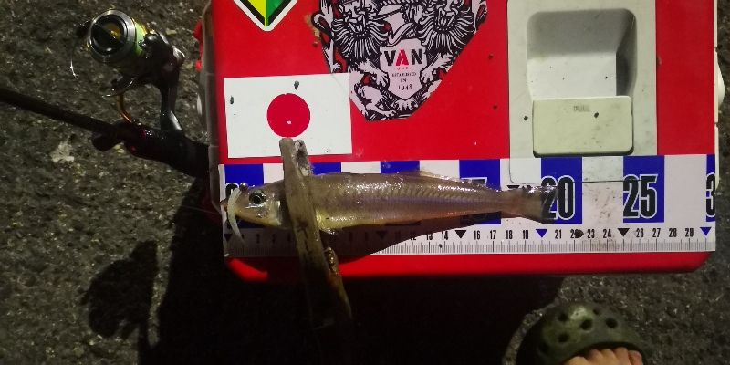 アジング練習　310