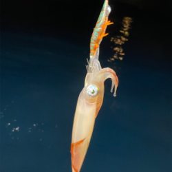 月夜のイカメタル