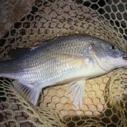 淀川ブリームゲーム