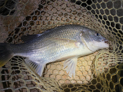 淀川ブリームゲーム