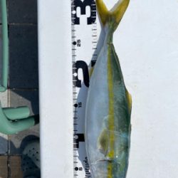 今日もマリーナシティは高活性