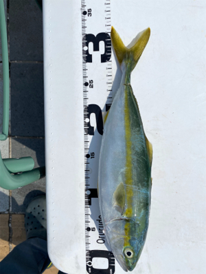 今日もマリーナシティは高活性