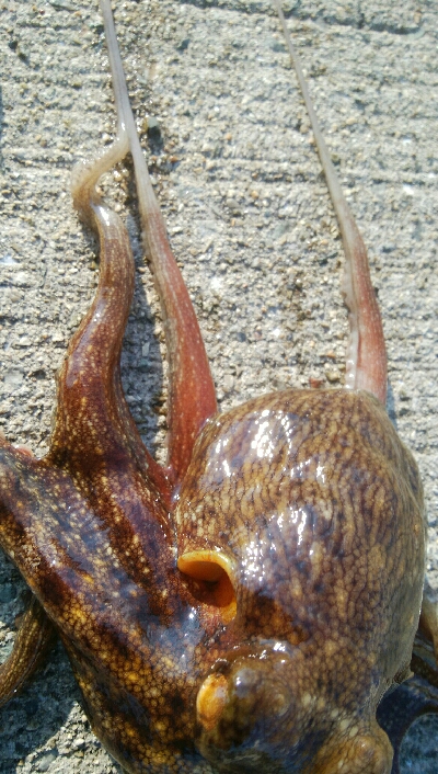 『釣りデビュー(^.^)』207