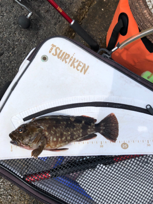 久々の探り釣りに行きました。