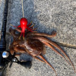 2日ぶり湾奥コスモへ蛸散歩。。3杯。