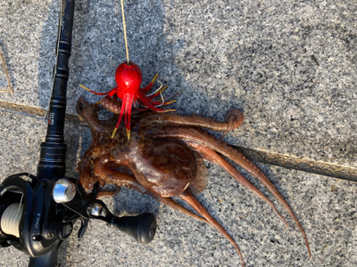 2日ぶり湾奥コスモへ蛸散歩。。3杯。