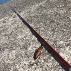 延べ竿釣行