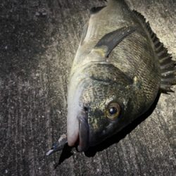 チヌシーズン到来！