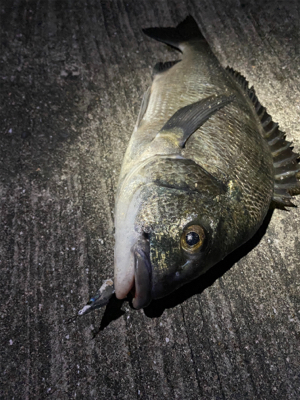 チヌシーズン到来！