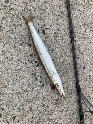 ヤマトカマス爆釣