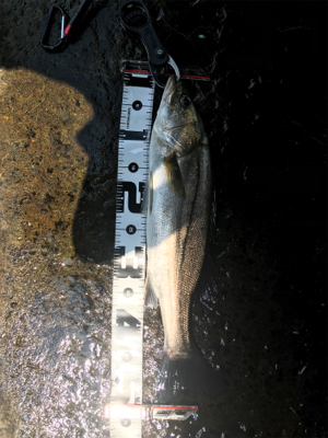 真昼の水面直下