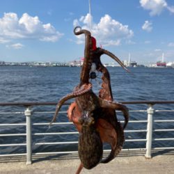 鋼の心燃やし蛸マラソン。615グラム。。