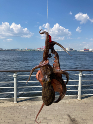 鋼の心燃やし蛸マラソン。615グラム。。