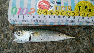 『釣りデビュー(*^-^*)』208