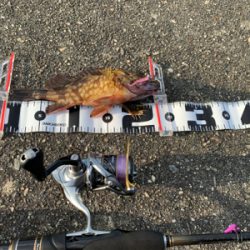 真夏のロックフィッシュゲーム