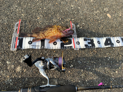 真夏のロックフィッシュゲーム