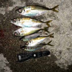 アジングナイト