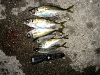 アジングナイト