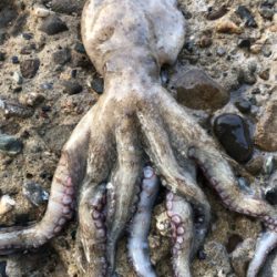 釣った蛸は美味い！