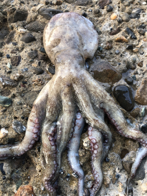 釣った蛸は美味い！