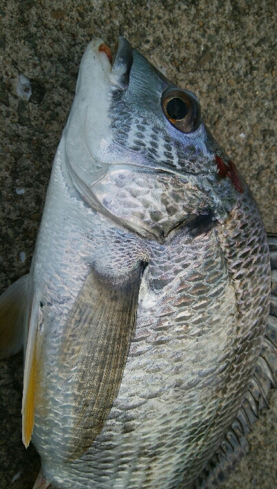 『釣りデビュー(^.^)』209