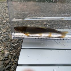 大ピンチ後、良型連チャン