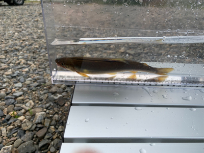 大ピンチ後、良型連チャン