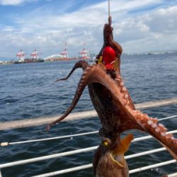 ハードロックポイントのみHC蛸散歩。3杯。。