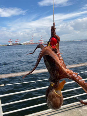 ハードロックポイントのみHC蛸散歩。3杯。。