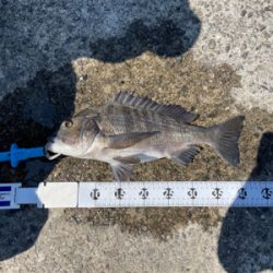 田辺市で紀州釣り