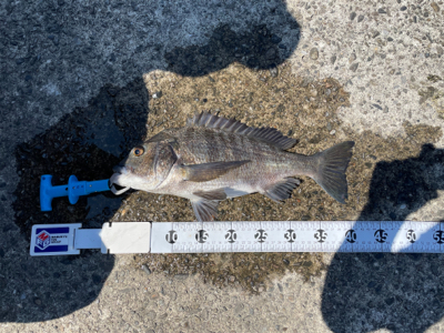 田辺市で紀州釣り