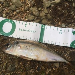 （メクリ？)アジ